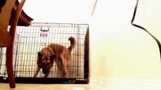 Mya escapes her brand new Kong kennel... via YouTube Capture.