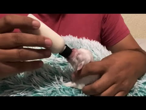 Video: Receta para cachorros recién nacidos con jarabe de karo