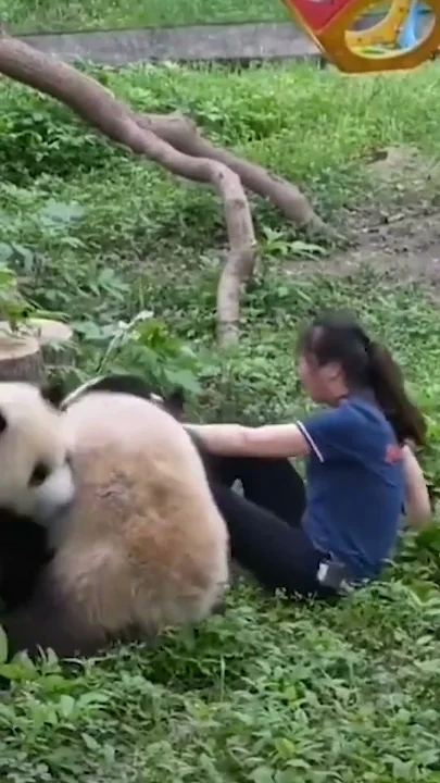 Pandas MAUL zookeeper in front of terrified onlookers