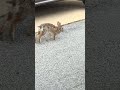 Hello bunny #shorts #ytshorts #viralshort #nature #rabbit #wildlife 5/2/26