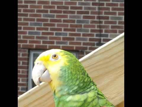 Nacho parrot, saying "love you" - YouTube