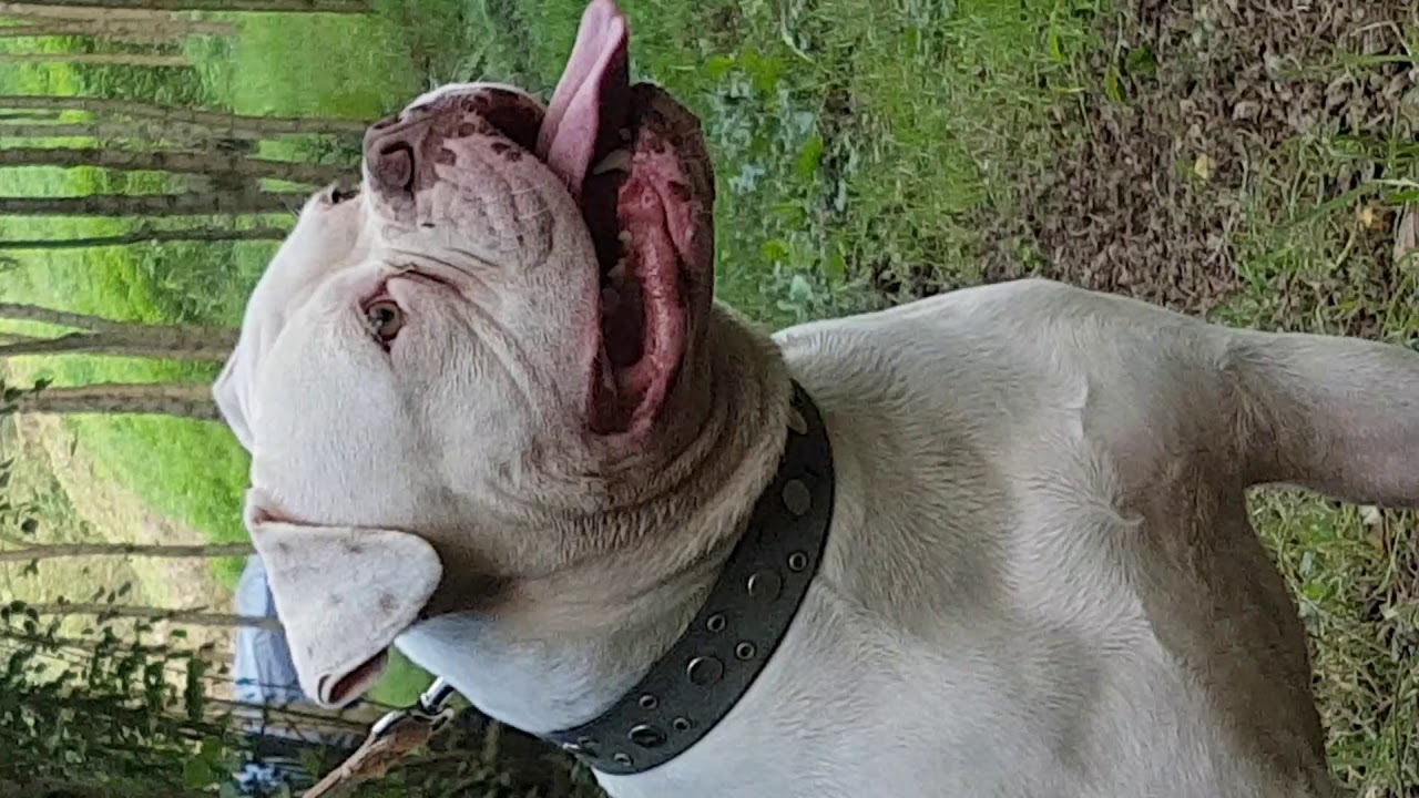 camera iphone 8 plus apk BULLDOG AMÉRICANO