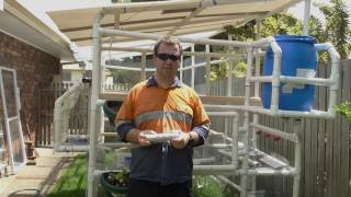 Welcome to the Urban Hobby Farm. This is Ben, and in this video we are going to look at chicken scratch for your backyard chicken 