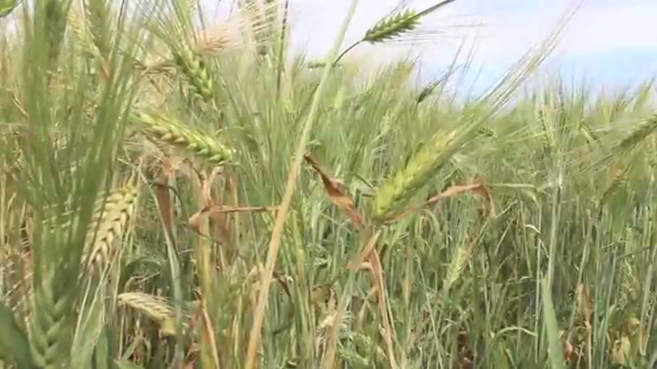 Barley Silage Ideal Stage for Ensiling in Western Canada YouTube