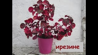 картинка: ПЕРЕСАДКА и ПОЛИВ ИРЕЗИНЫ. Это необычное комнатное растение с красными листьями