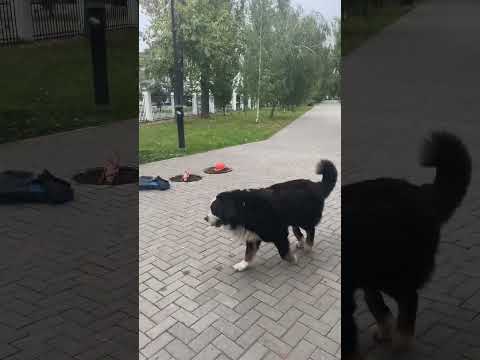 Йося Бернский, неожиданность… - YouTube