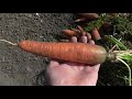 Сорт моркови КОРОЛЕВА ОСЕНИ один из самых моих любимых
