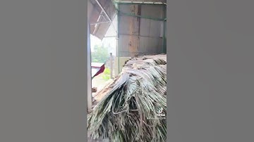 Lá dừa nước lợp nhà. Vựa lá dừa Vân Biên Hoà, Đồng Nai 0909143895