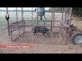 Hog Trapping Success - Custom mobile hog trap