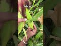 Baby corn #youtubeshorts #shortsviral #ytshorts #shortsfeed #shortvideos #yt #foodie #ytshortsindia