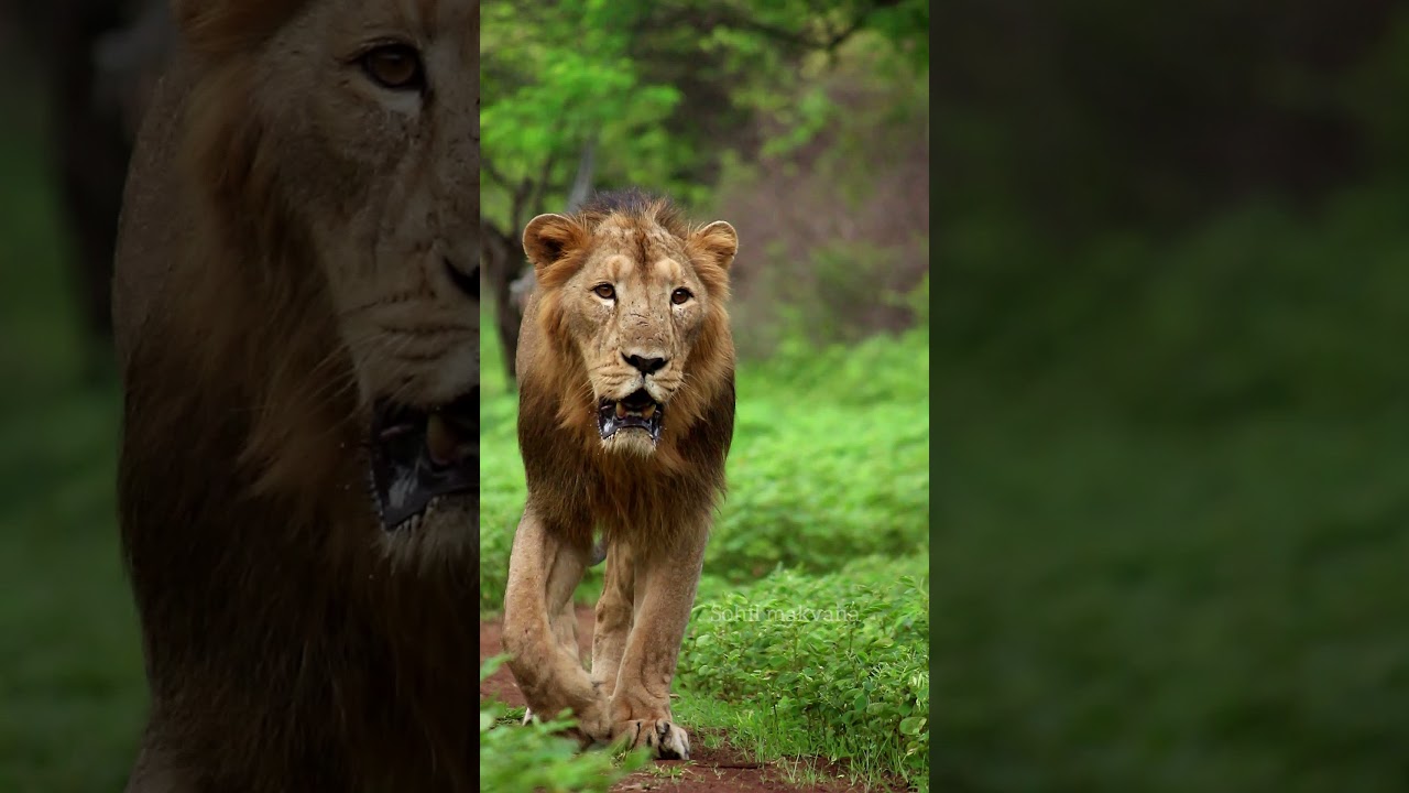 king attitude//The lion king//King walk #asiaticlion #lionking #wildofgir
