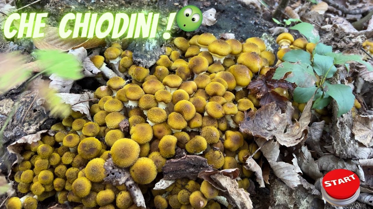 ВНИМАНИЕ! НАШЕСТВИЕ КРЮКОВ НА ГОРЫ ЛАТТАРИ. СЧАСТЛИВОГО НЕПОРОЧНОГО ЗАЧАТИЯ #armillariamellea #ho...