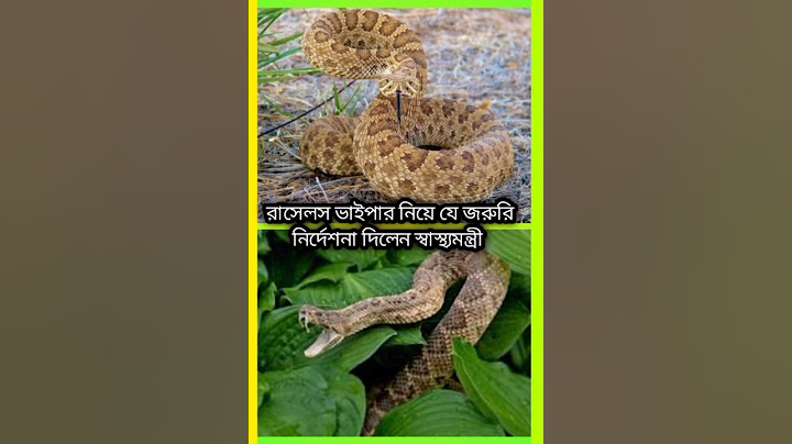 🐍নিজ থেকে কামড়ায় না রাসেল'স ভাইপার তবে🐍#foryou #snake #russellviper #russellsviperupdate