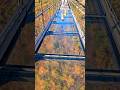 Gatlinburg Skybridge Glass Bridge Smoky Mountains Tennessee Shorts Usa Gatlinburg Tennessee 