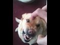 Very Angry Dog Attacks!