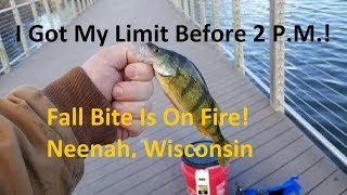 Fall Perch on Fire! Full Limit!