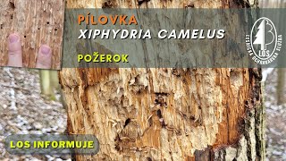 Pílovka Xiphydria camelus - požerok