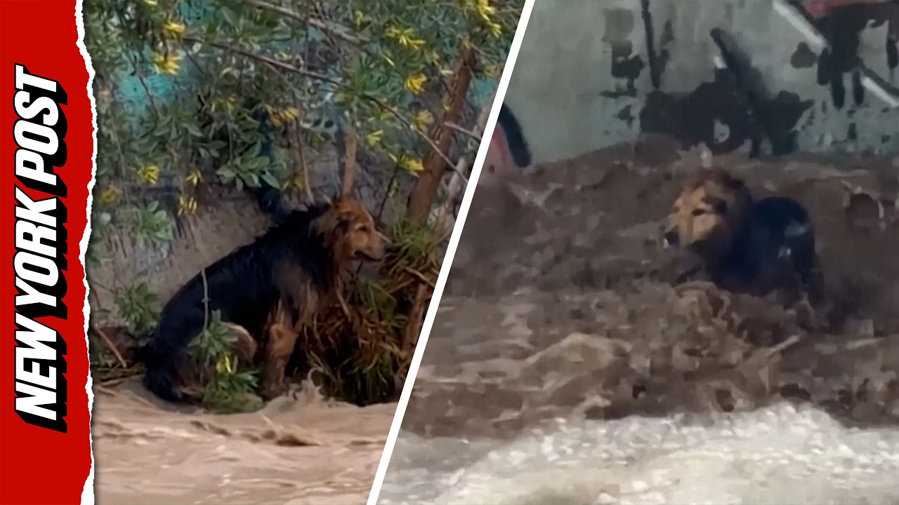 Stray Dog Miraculously Survives Hours in Raging Chilean River