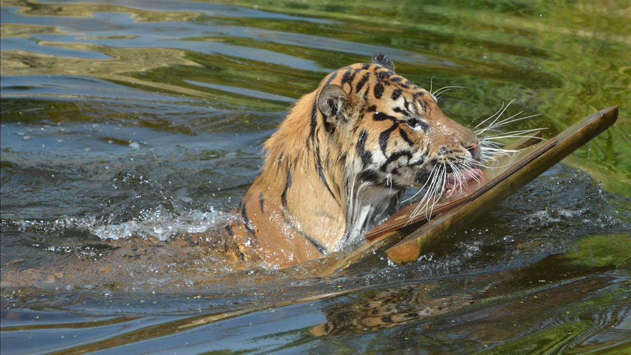 Sumatran Tiger Swimming