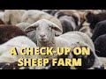 SHEEP FARM CHECK UP IN ST.ANN || SHEEP REARING IN JAMAICA