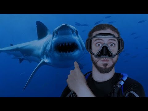 How to survive a shark attack - Daily Intermediate - How to survive a shark attack - Daily Intermediate