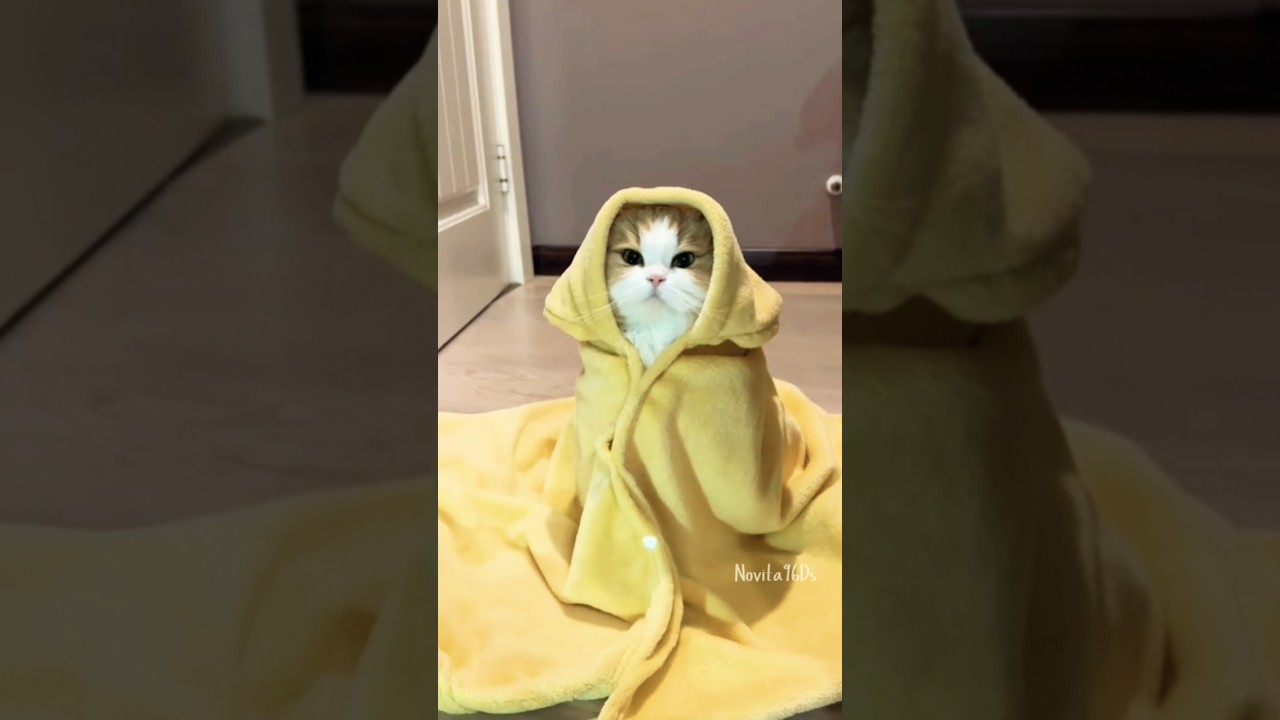 cutest kittens [ kun anta ] 