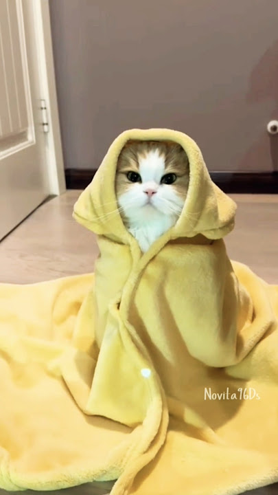 cutest kittens [ kun anta ] #cat #cute #kitten #catlover