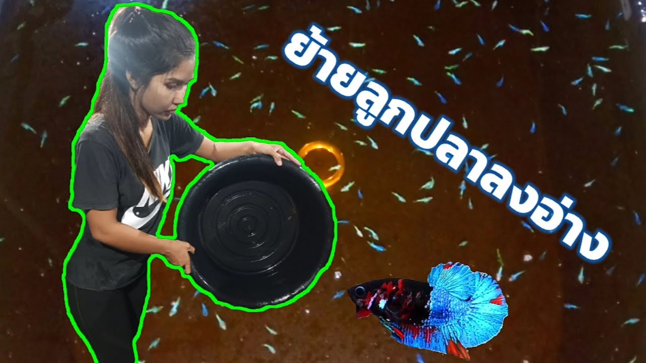 EP.59 สอนแฟนเพาะปลากัด l ตอนที่ 3 ย้ายลูกปลากัดลงอ่างใหญ่