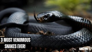 3 Most Venomous Snakes Ever!
