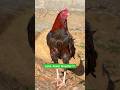 Laka Aseel Rooster | Very Amazing Bird🐓#shorts #rooster #viralvideo #youtubeshorts