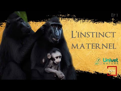 Vidéo: À quel singe sommes-nous le plus apparentés ?