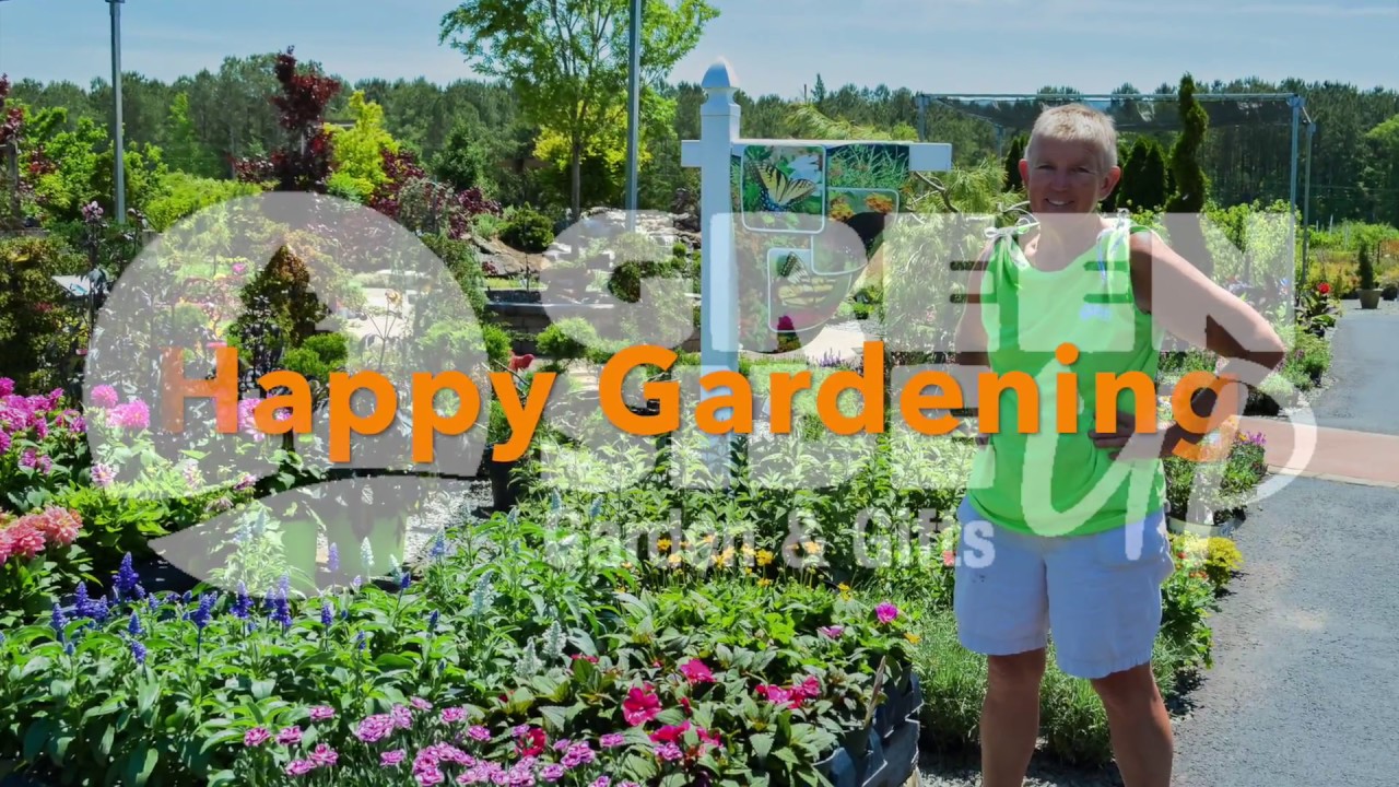 Perennials for Full Sun Garden