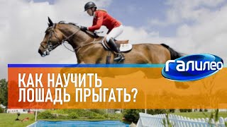 Галилео 🐎 Как научить лошадь прыгать?