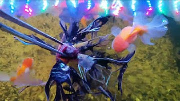 CHO CÁ ÔNG TIÊN ĂN TRÙN HUYẾT ĐÔNG LẠNH