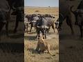 Lions vs Buffalo Herd: A Battle of Strength and Strategy/wildlife documentary 4k