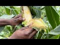 How to preserve fresh corn at home