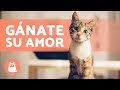 ¿Cómo hacer que tu GATO te QUIERA? 😻 (4 Consejos para conseguirlo)