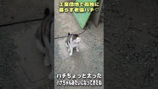 【野良猫】野良猫工業団地で孤独に暮らす老猫ハチ♡ハチちょっと太った、ハナちゃんみたいになってきたね。