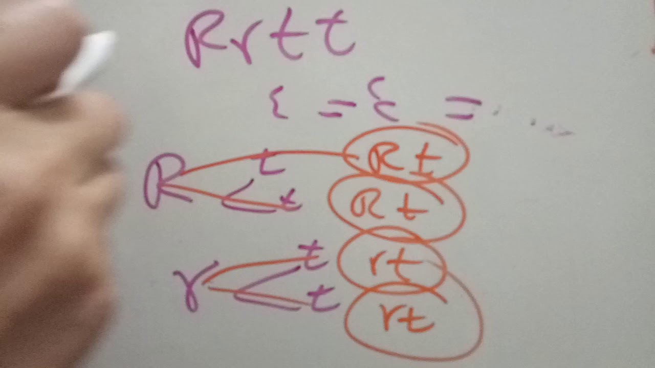 شرح قانون مندل الثاني (التوزيع المستقل)