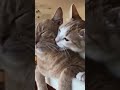 Happiness looks really good on them #cat #magichourai #kitten #cutecats #love
