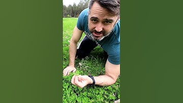 How to Find a Four Leaf Clover on Saint Patricks Day! #fourleafclover