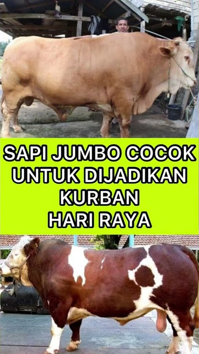 Hewan Kurban Jumbo #shorts #shortvideo #story #subscribe #surga #status #stroywakekinian  #kurban