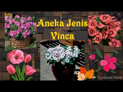  vinca  vincaflowers tapakdara Aneka Bunga  Vinca  Gantung  
