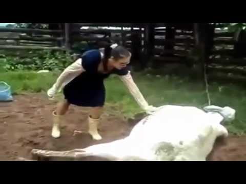 Funny Cow Kicks Woman in the Face || Fail - YouTube