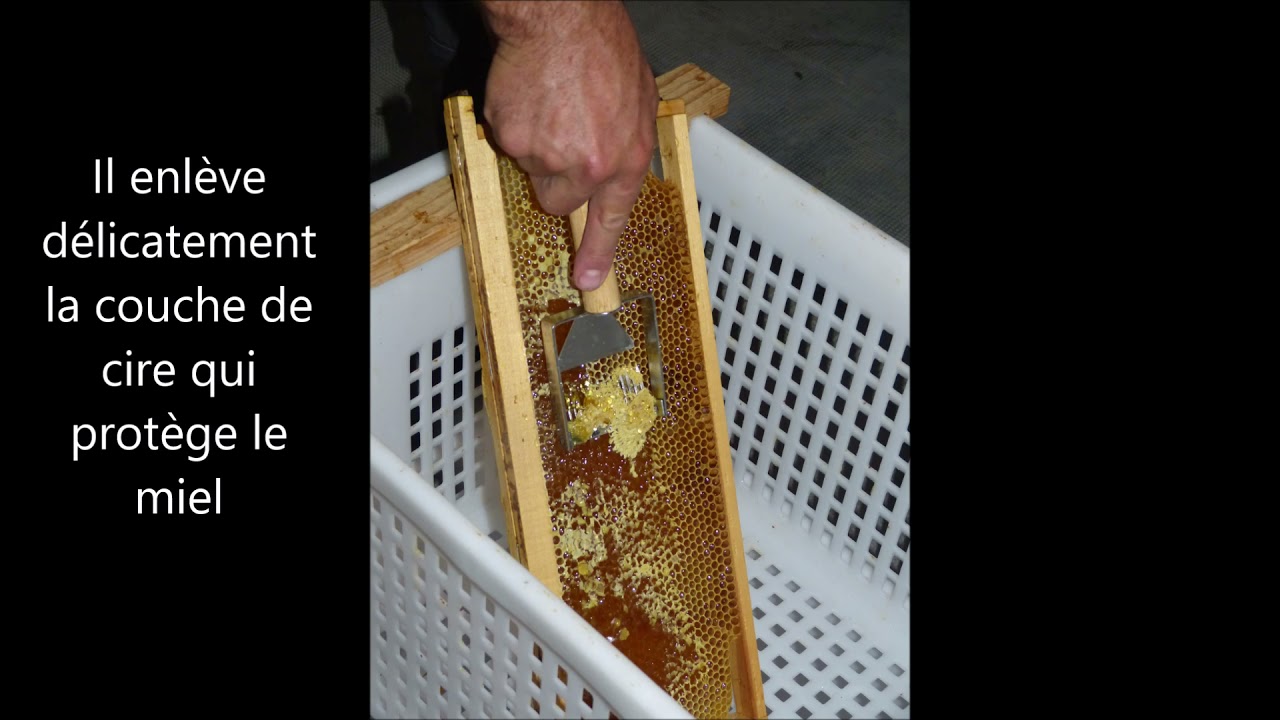 Récolter le miel avec un apiculteur - IMEARTH