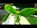 Watch me fertilize and water my phalenopsis orchid in full water culture.