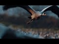 Teledyne FLIR shows bird migration spectacle at Hula Lake Park, Israel