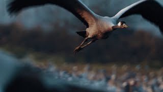 Teledyne Flir Shows Bird Migration Spectacle At Hula Lake Park, Israel