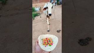 प्यारी बछिया #cow #shortsfeed #cows #shortvideo #gaumata #ytshorts #cowvideos #shorts #cowvideo #yt