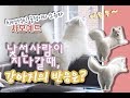 [ENG Sub] 낯선사람이 지나갈 때 사모예드 강아지의 반응은? (feat. 꼬리펠러)